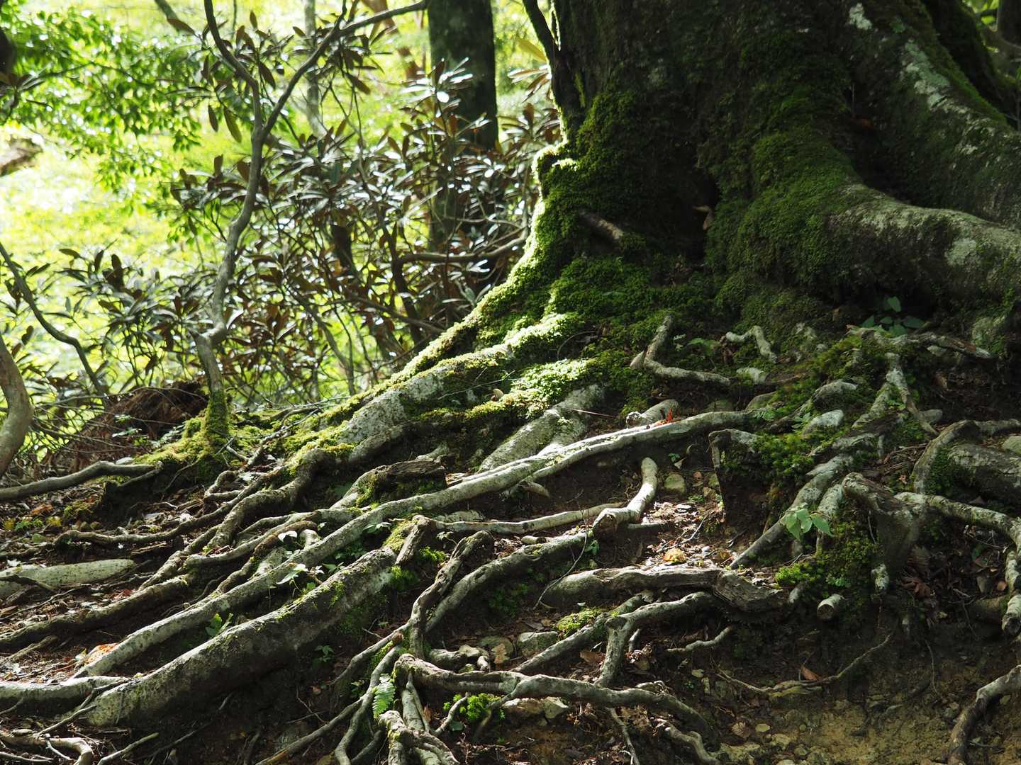 弥山登山口-弁天ノ森-聖宝ノ宿跡-弥山 往復コースの写真