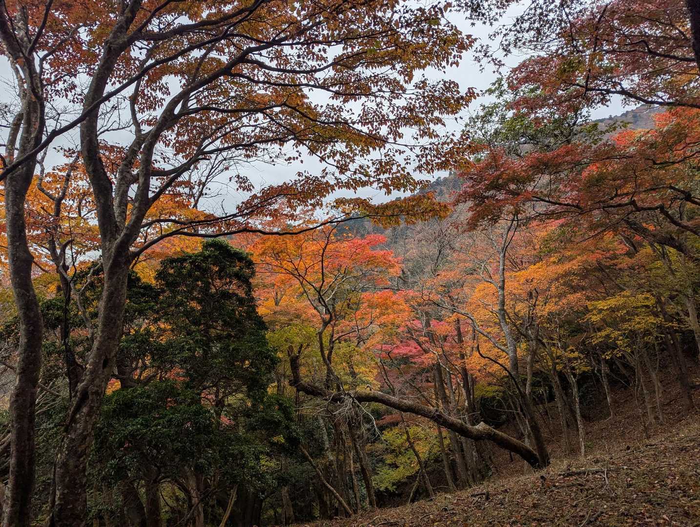 この辺りも紅葉ピークですかね