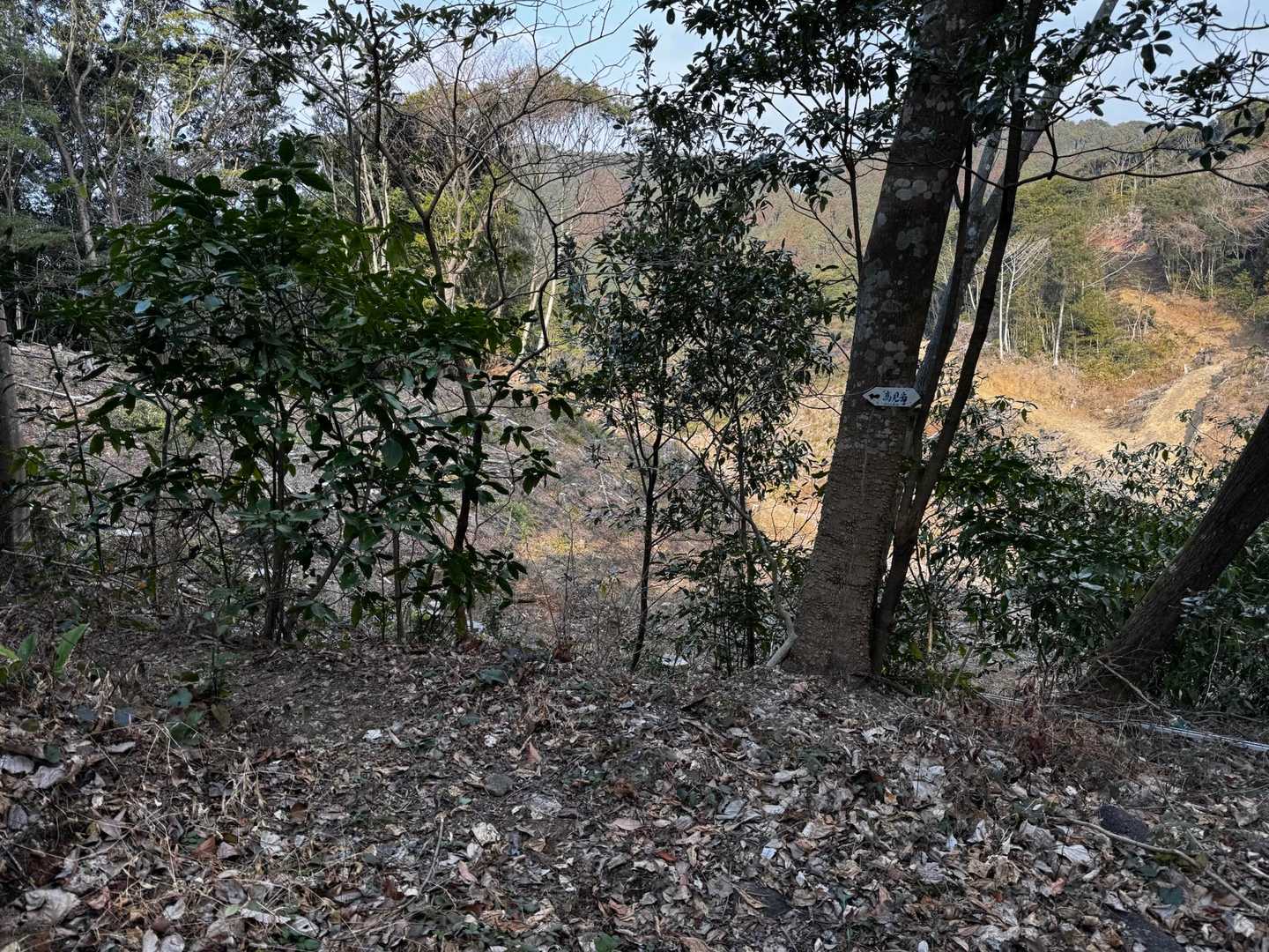 高見岳の入り口、伐採されて雰囲気変わってた😲
藪って感じがスッキリなってます✨
