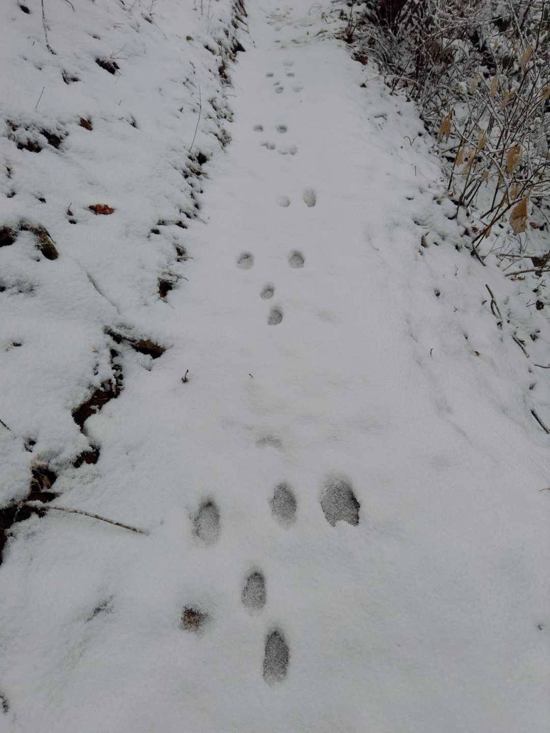 ウサギ🐇さんのトレース有りです😁