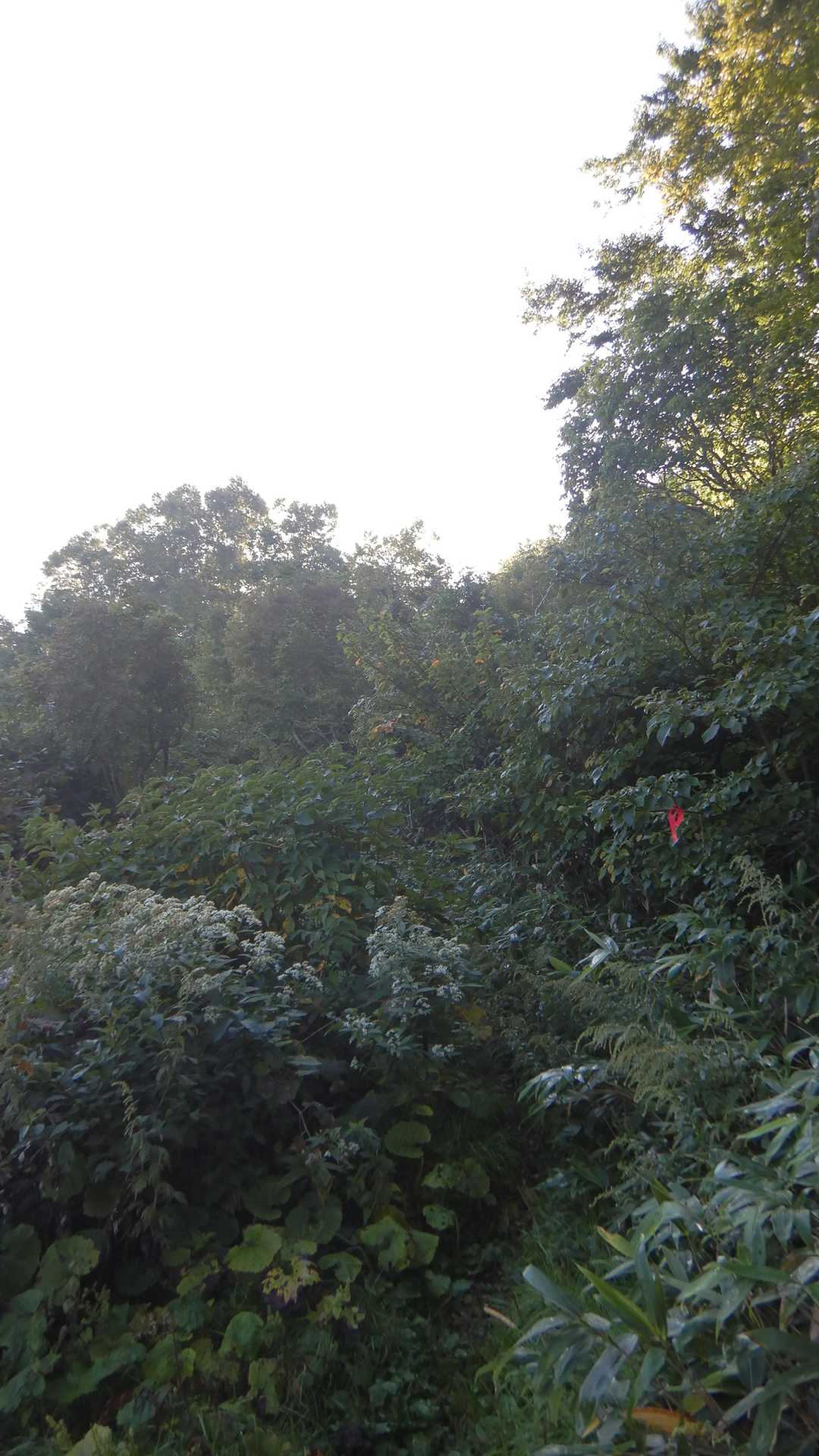 ここから行くよ🚶‍♂️　と言いたくなくなるような、入って行くのが嫌な感じの登山口😨💦
