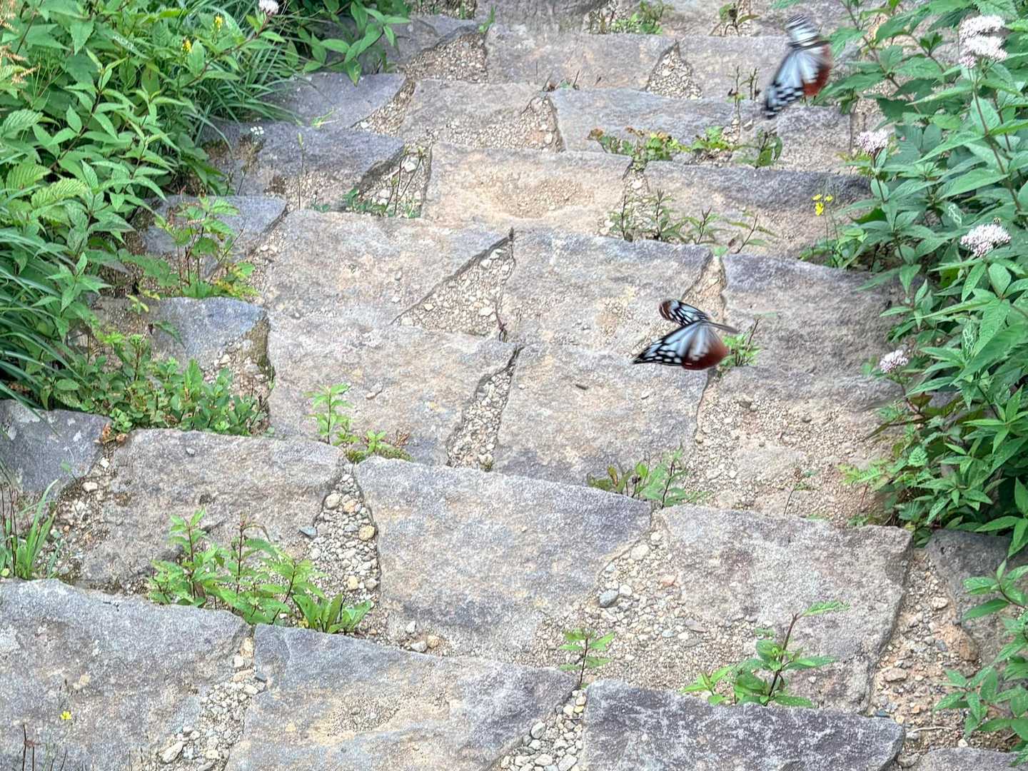 大黒天登山口-刈田岳 往復コースの写真