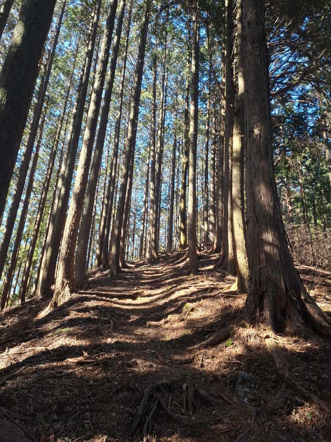 杉林の中の穏やかな道