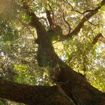 夕陽が照らす木々の輝き✨