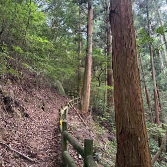 登りたくないワンコを置いて一人で「ぎょうじゃの道」を行く