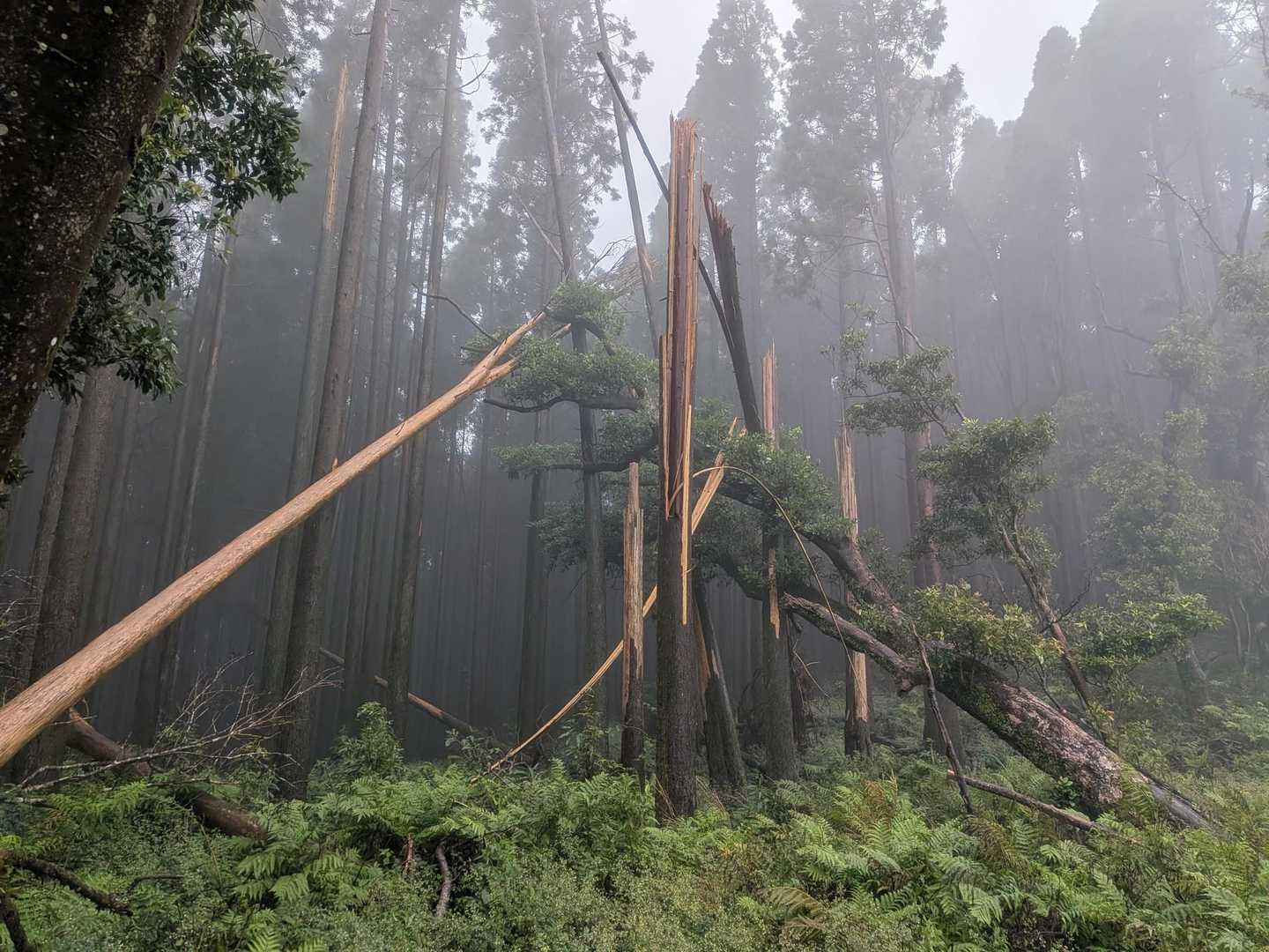 凄い倒木さんたち🌲
どんなめにあったのかしらぁ～と想像掻き立てられました😶
