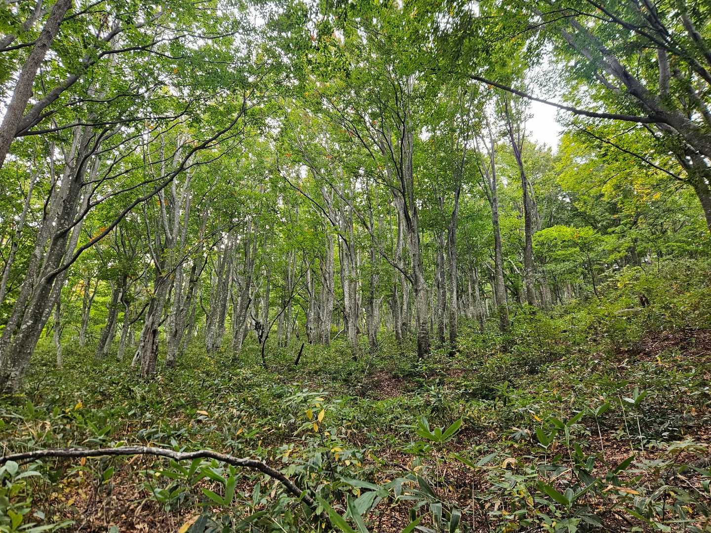 二次林
黄葉🍂はまだ