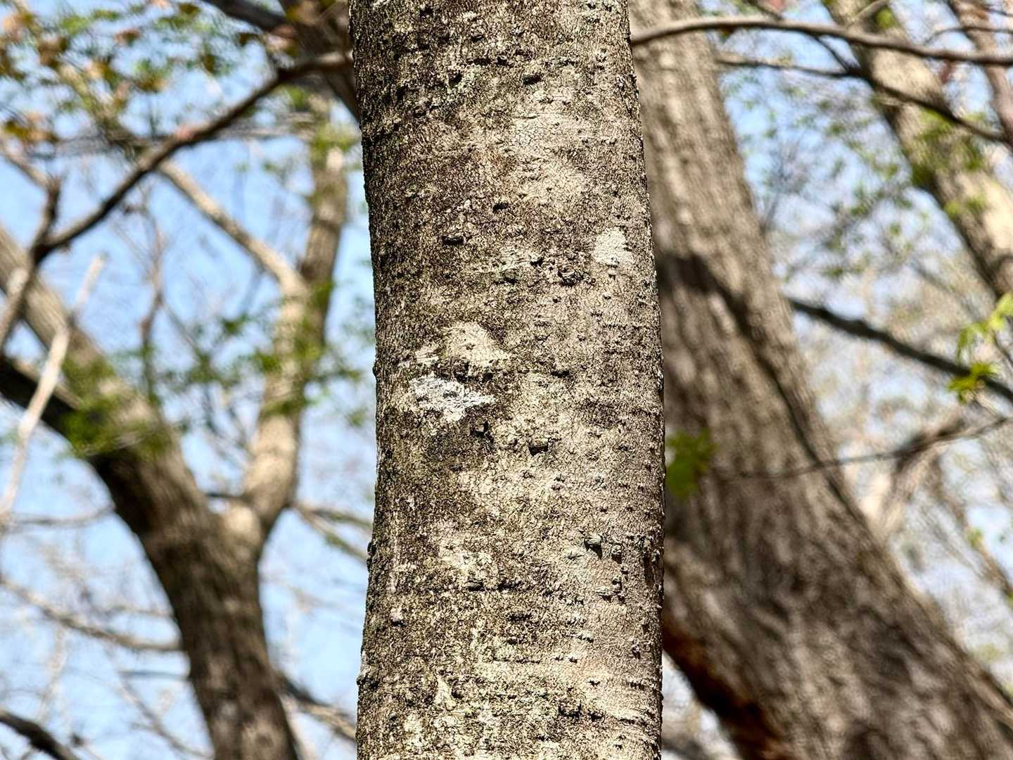 ヒトツバカエデの樹皮