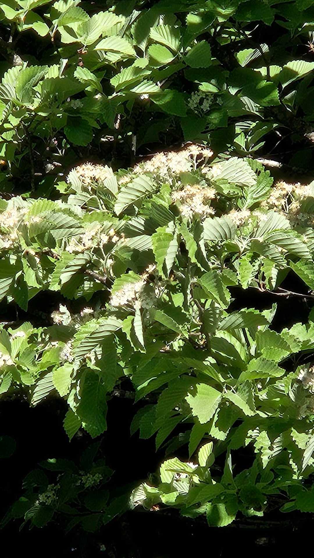 ウラジロ木の花満開❗