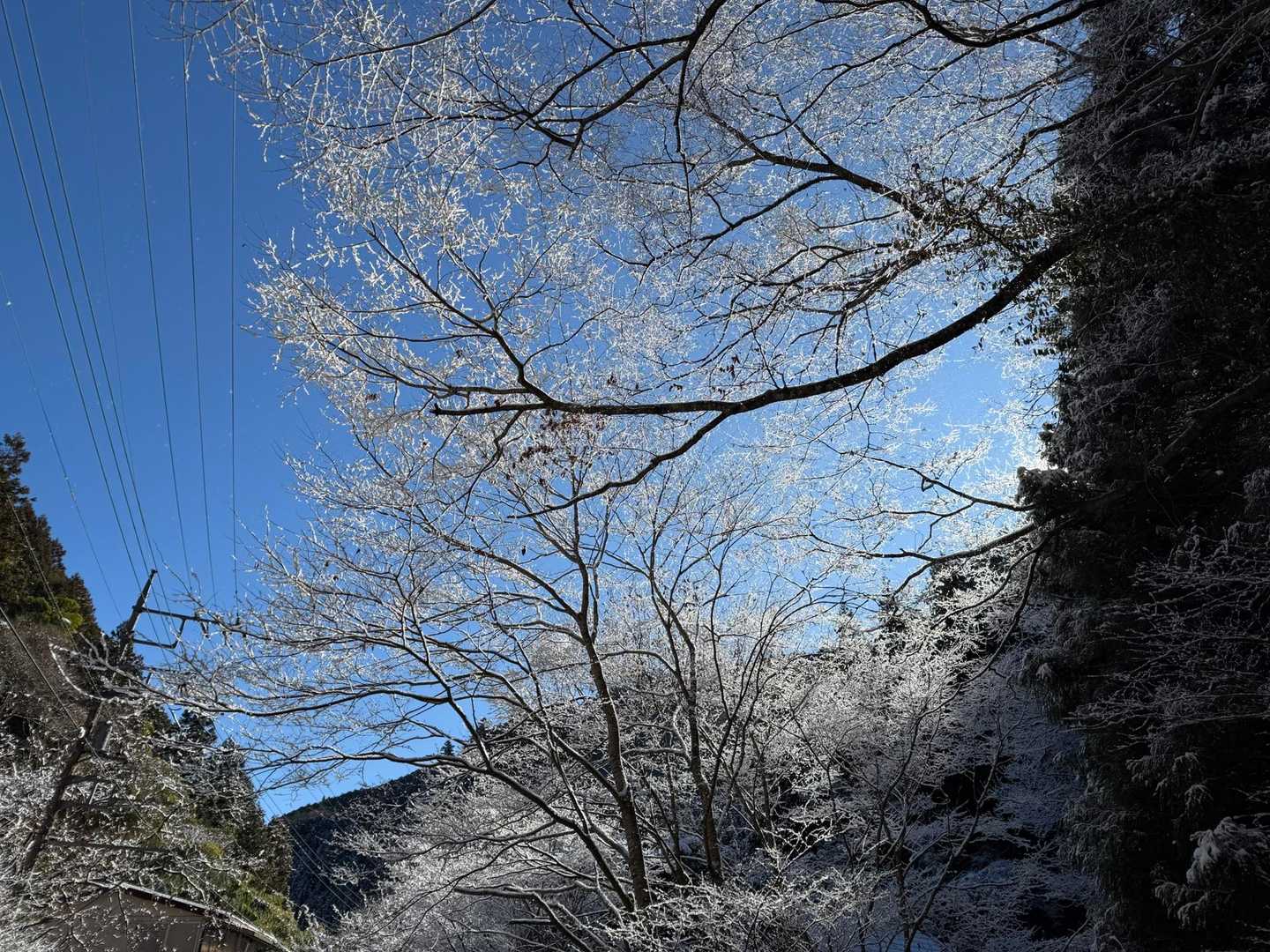 枝に積もった雪が霧氷に見えますね