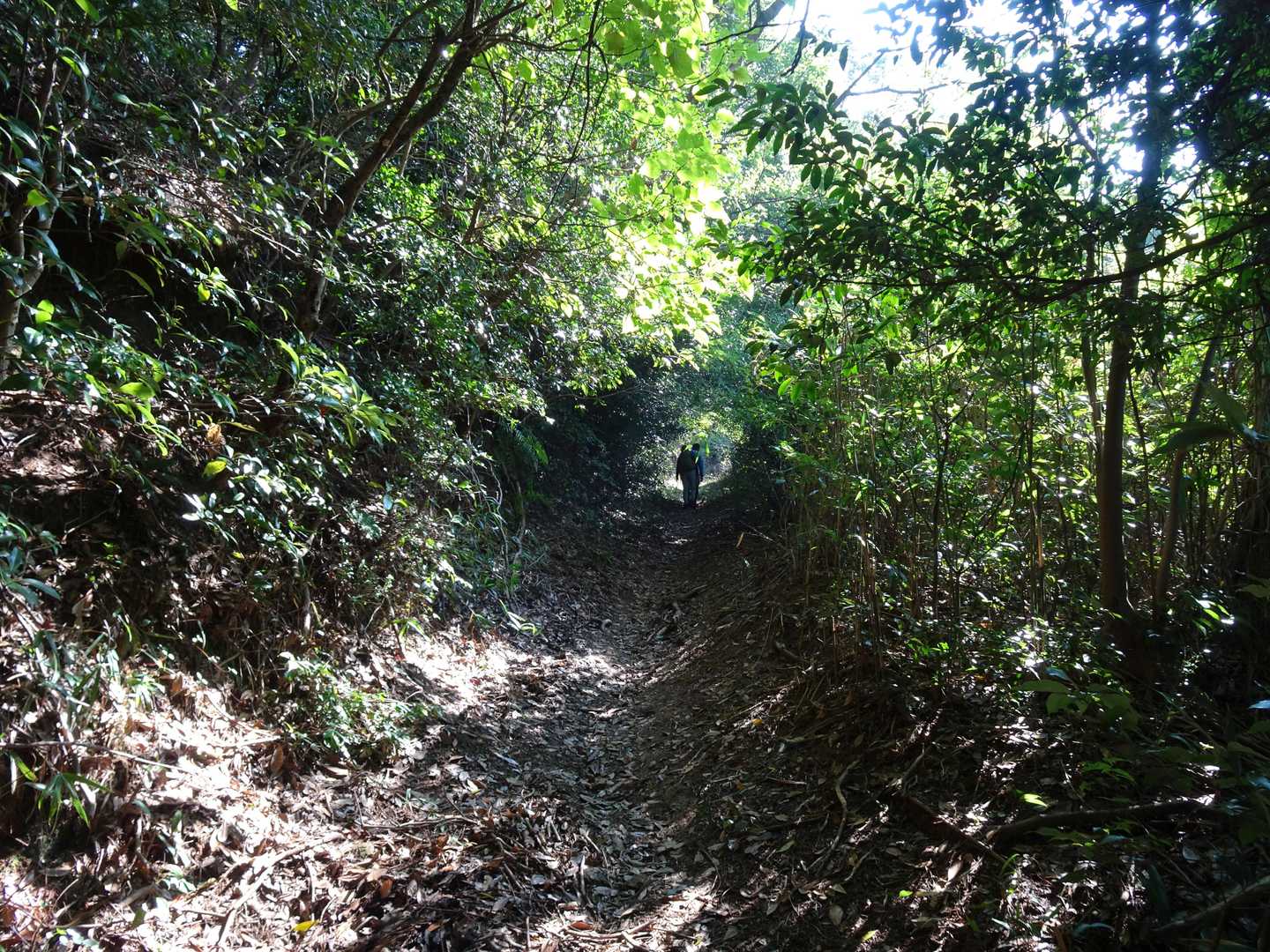 登山道は良く整備されています。