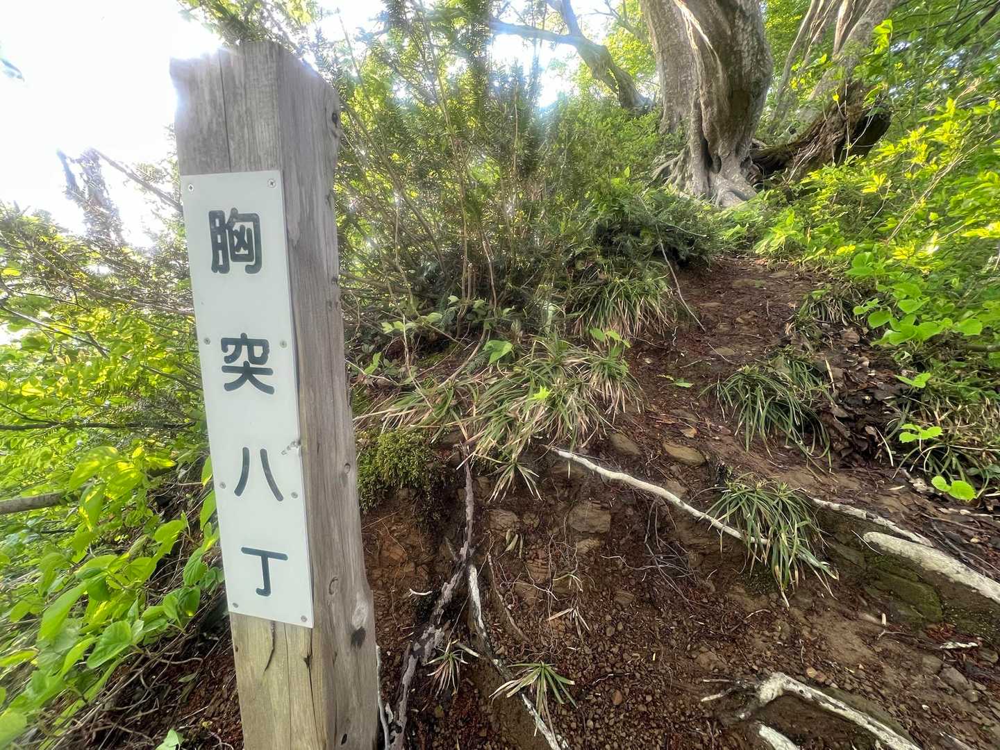 胸突八丁
言葉通りなかなかの急登