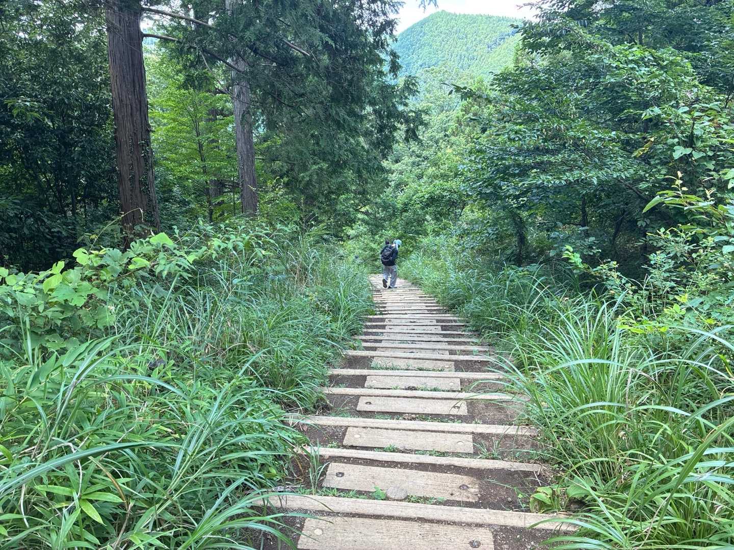 高尾山-城山 往復コースの写真