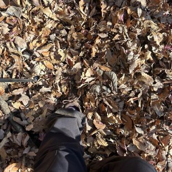 落ち葉に埋もれる