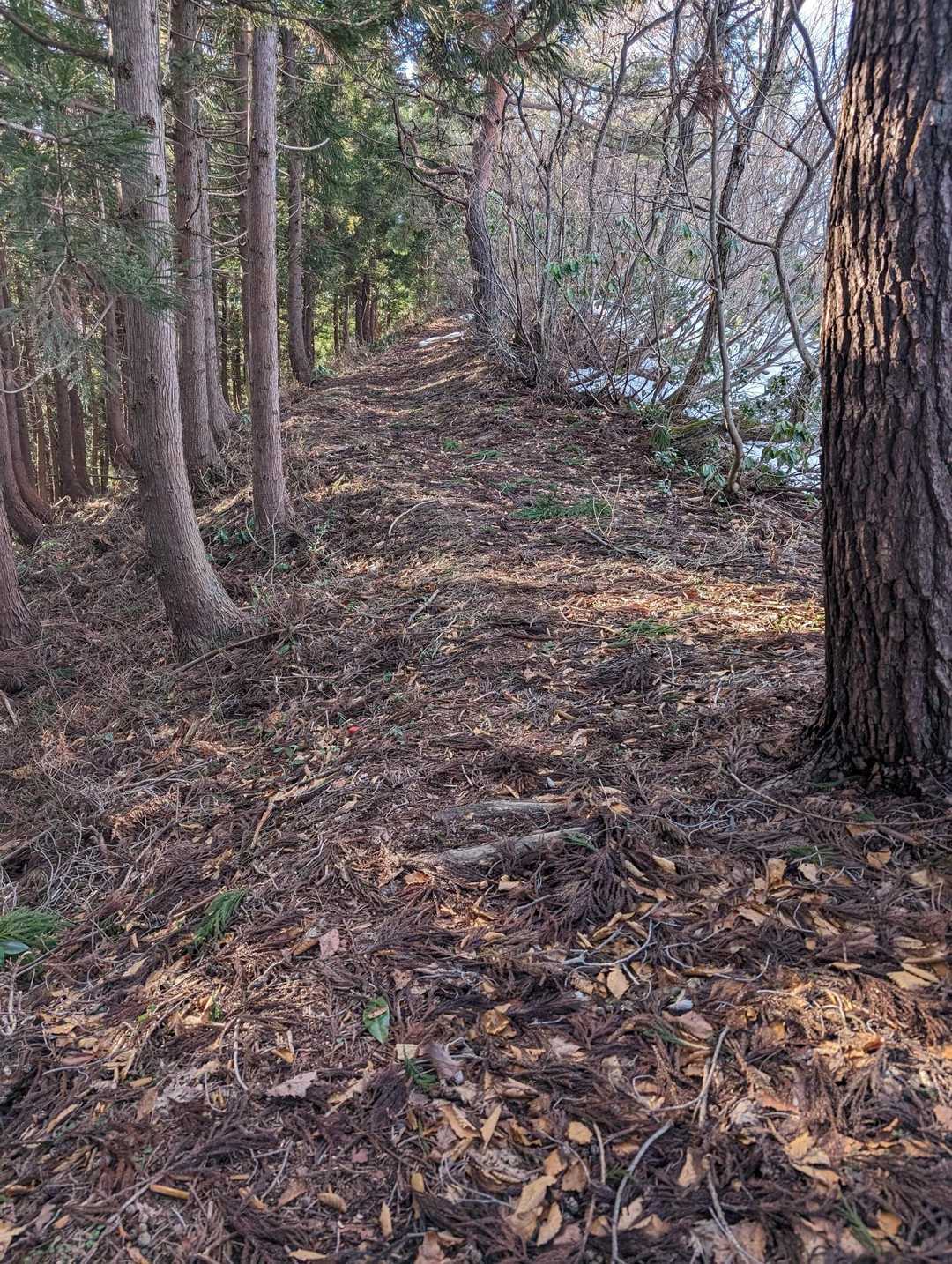 全く雪がない登山道の一面です🌳