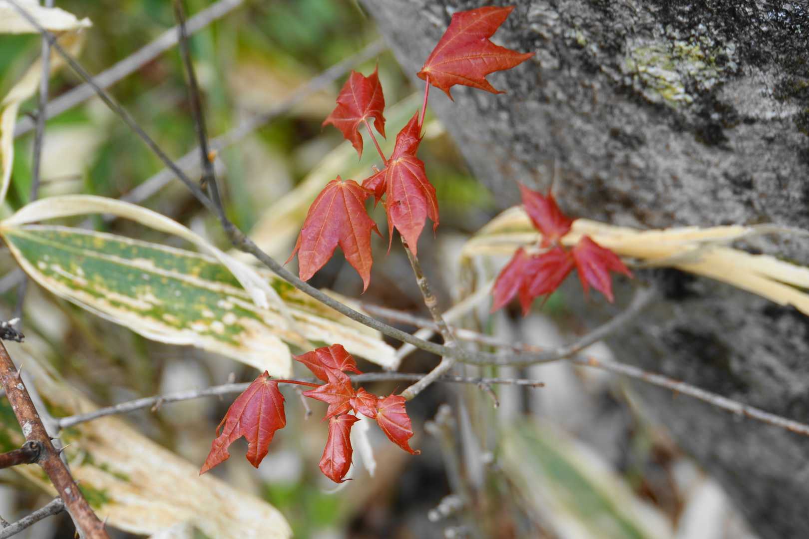 紅葉した新芽、