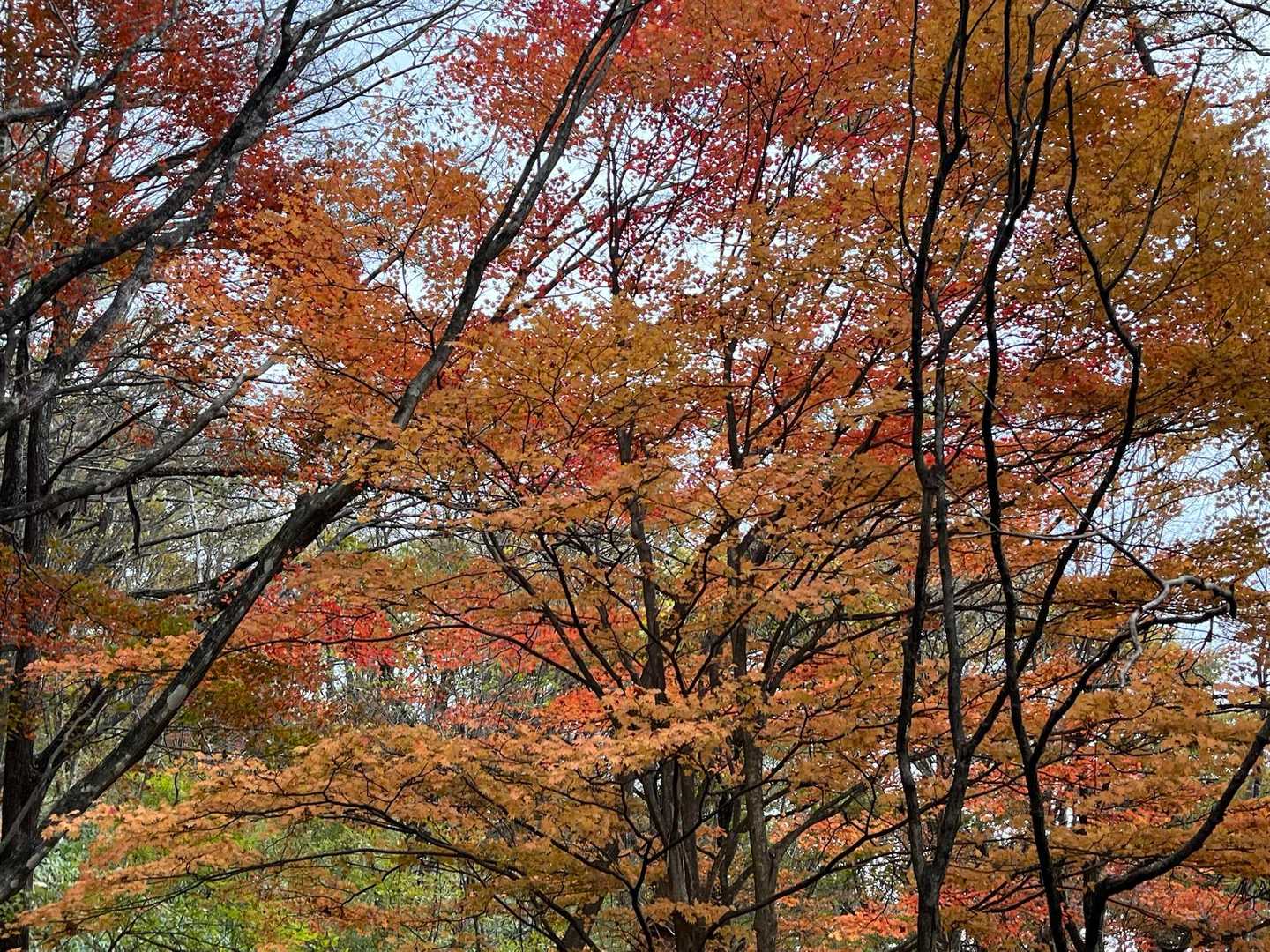 紅葉🍁が素敵