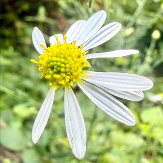 ユウガギク(柚香菊)
       キク科シオン属　

　和名は柚子の香りがするとつけられていますがほとんど匂いません。花は淡紫色～白色。秋の野菊の中で一番早く咲きはじめる花で花の時期が長く他の野菊が咲きそろう頃もまだ咲き続けています