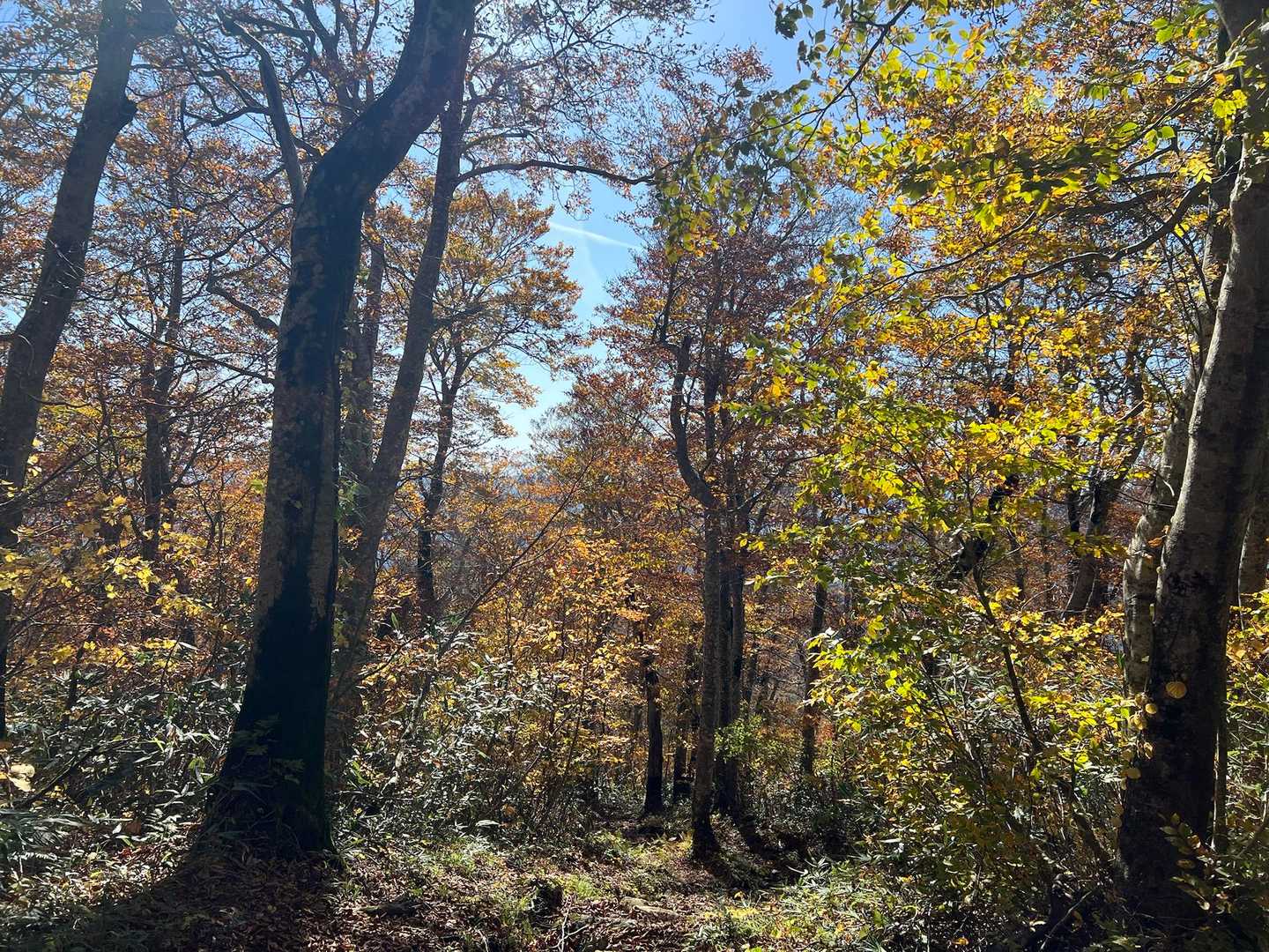 そして熊に出会いました。
もうすぐ登山口かな、なんて油断している時に。
登山道横の笹薮がガサガサ揺れて、ハッと見たら体長1mくらいの熊が走って行きました。
夢中でピストルを連発すると山奥に消えて行きました。
もう怖くて登山道は歩けない。
登山道横にスキー場のコースがあったのでそこを下山しました。