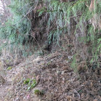 登山口に入ると杉の落ち葉増し増し