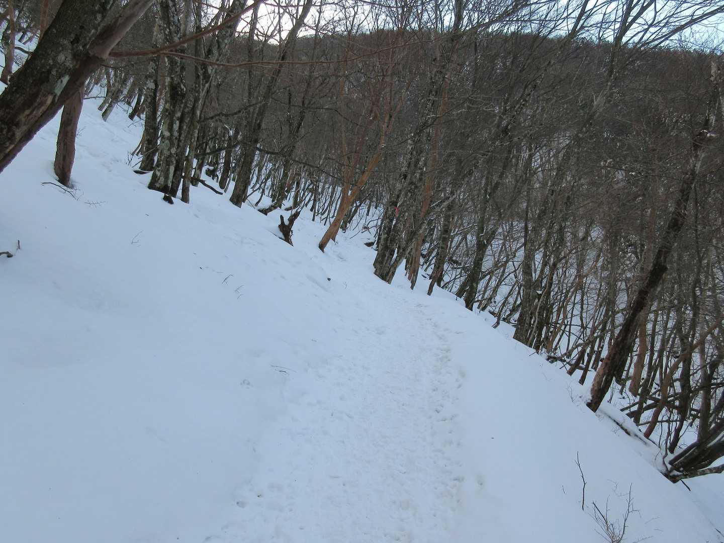 いい感じの雪道です。ピッチがあがります。🙆