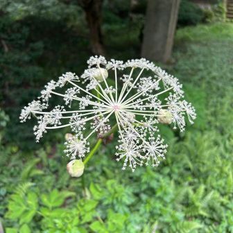 シシウドも線香花火みたいで可愛い💕