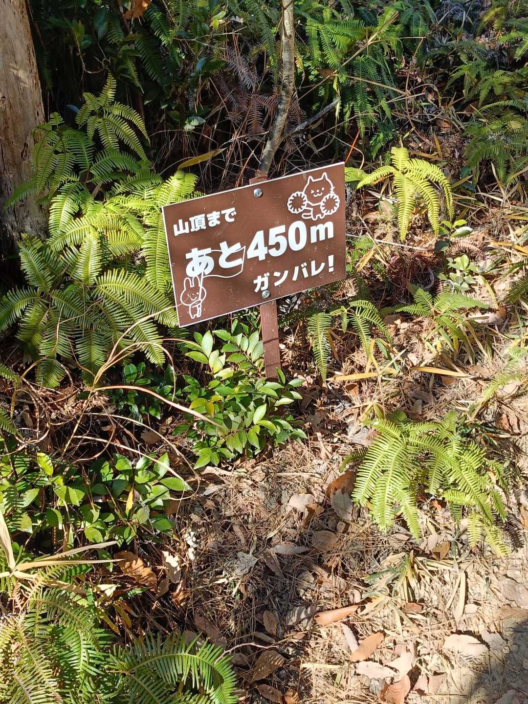 この看板が50m事に設置されているので、進捗状況が良く分かります。
登山者に優しいお山ですね😊