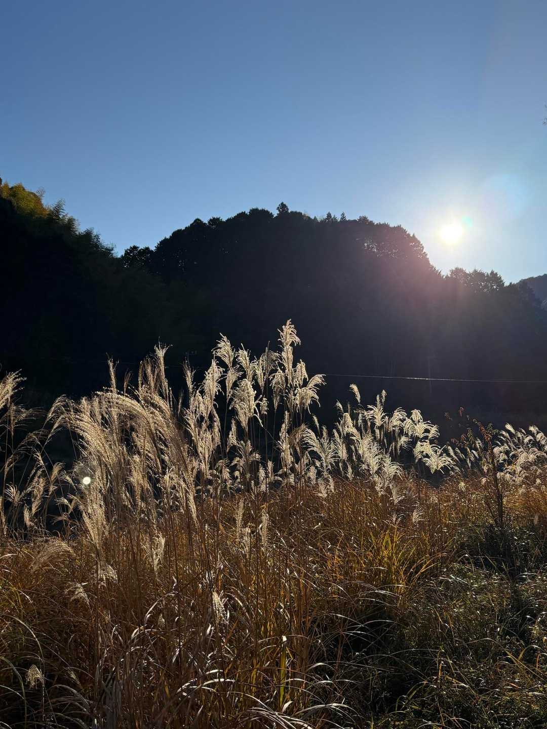 ススキ🌾がたくさん
朝日を浴びてキラキラ