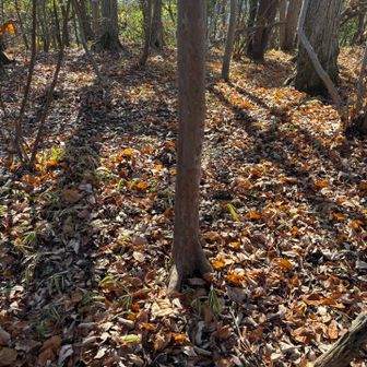 取り敢えず地図に照らし合わせ一番高そうなところ（中央の木の根本あたり）を写真におさめた