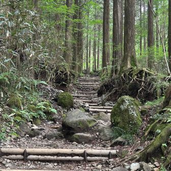 整地されてて歩きやすい