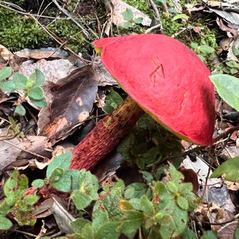 赤い子🍄