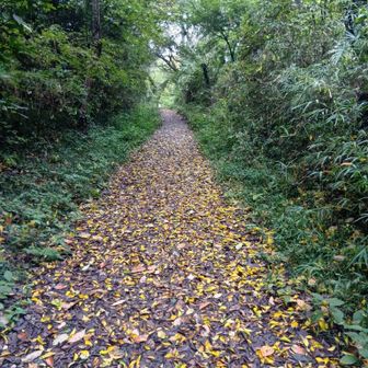 帰り道、紅葉してる落ち葉がきれいでした🍁