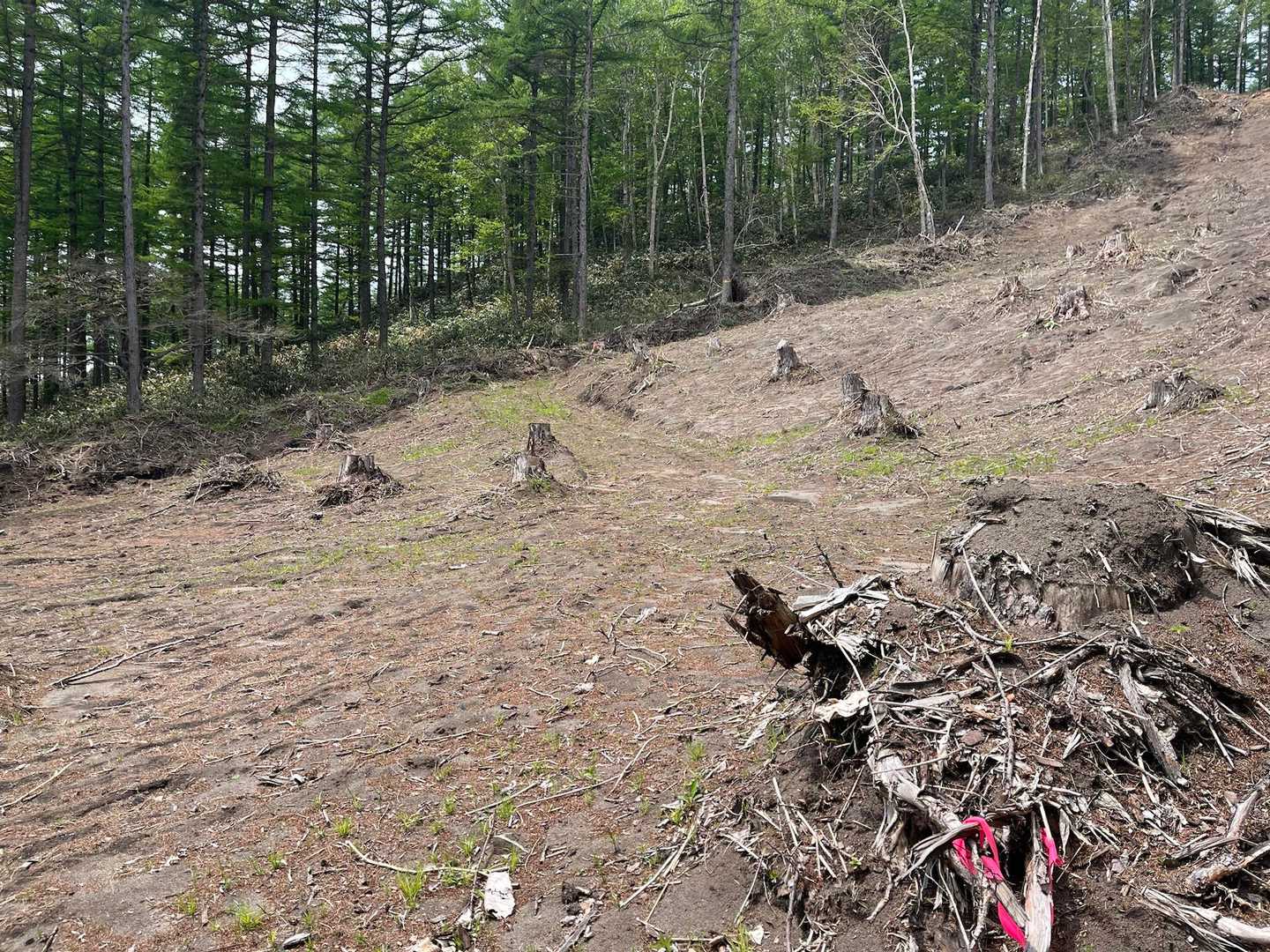 最初の30mの藪漕ぎが一番深いかな？
登山道は全体的にピンテ多いです。