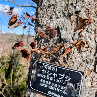 ヤシャブシ
・夜叉五倍子
・1991（平成３）年の山火事で焼け残ったヤシャブシ
・消失面積は約200ha
・原因はタバコの不始末の様です。
・この山の中に桜の木が2000本植えられたそうです。
・昔火災にあわれた事を思い出しました。山に入る時は注意しましょう。
