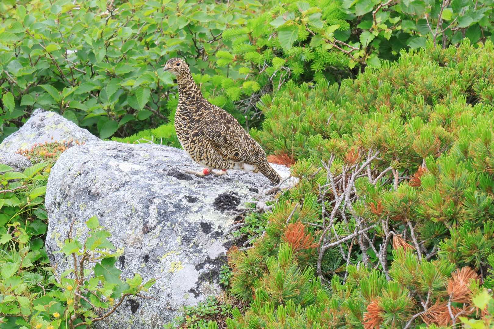 親には足輪がついているので中央アルプスに放たれ雷鳥