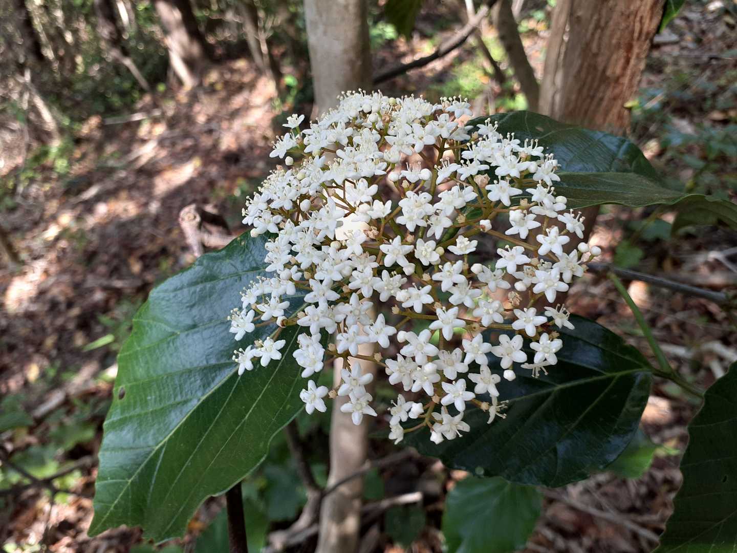 下山時、ヤブ内で白さを可憐に主張する花(ガマズミ？)や