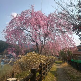 ミツマタとしだれ桜✨️✨️