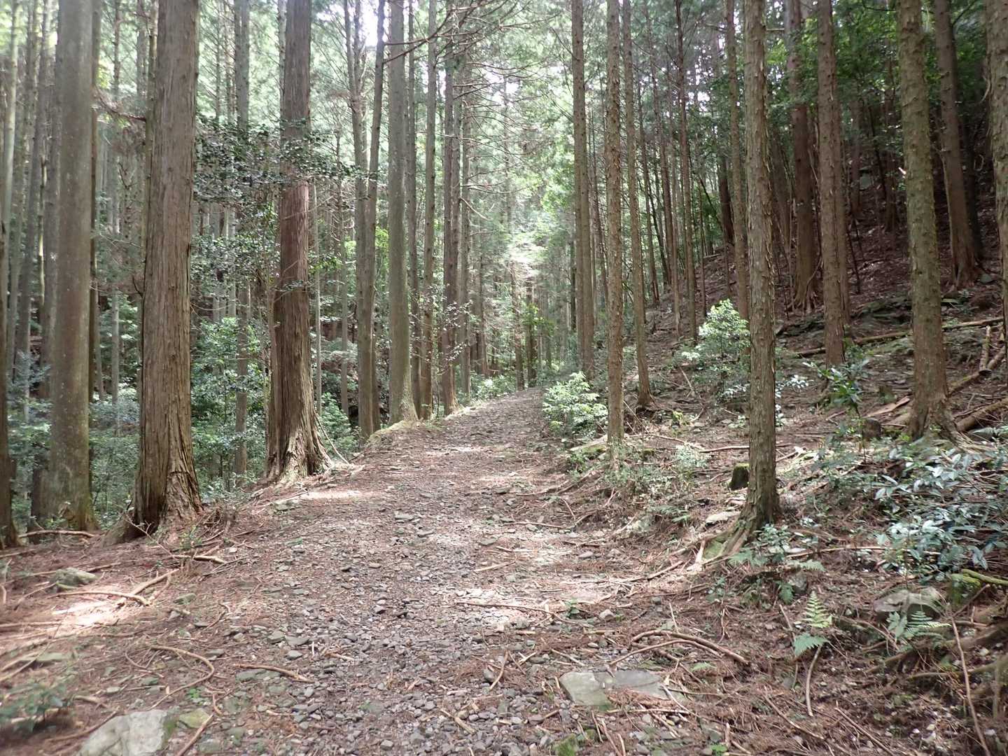 歩きやすい