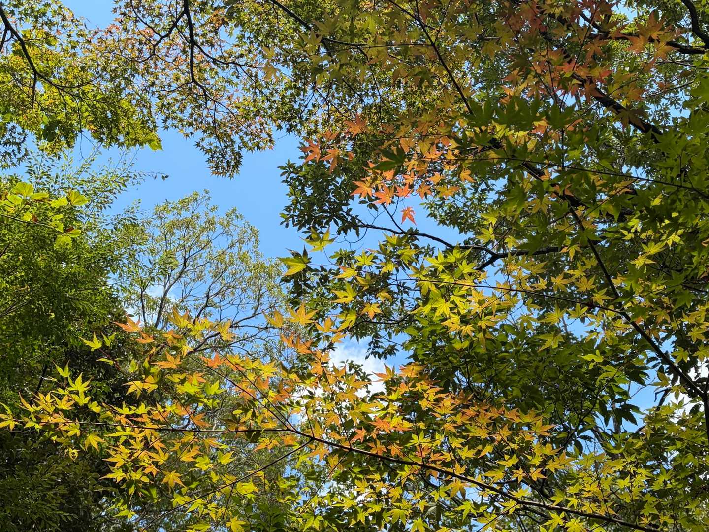 🍁🍁始まりました〜♪