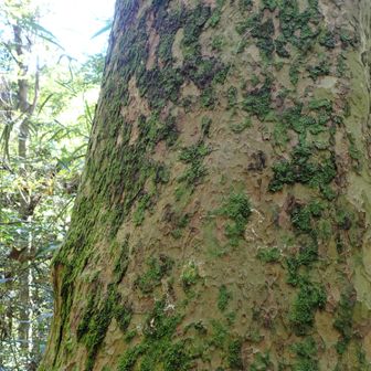 病院道に入ってすぐに立つ巨樹にごあいさつ。木肌がプラタナス（スズカケノキ）に似ているのですが、何でも知ってるグーグルのAIがカゴノキ（鹿子の木）と「確定」してくれました