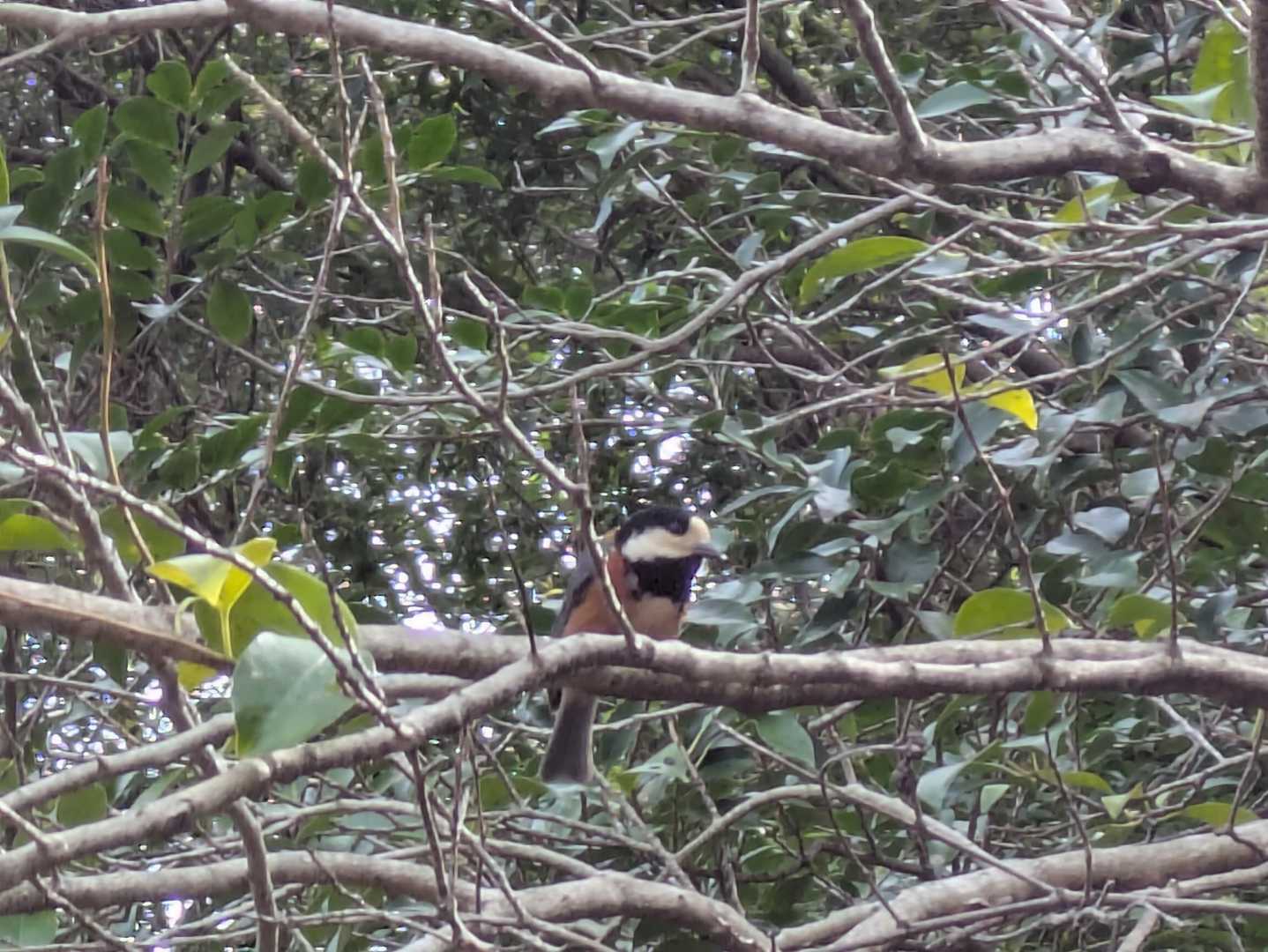 ヤマガラちゃん発見🐦️ｷﾀ━(ﾟ∀ﾟ)━!!