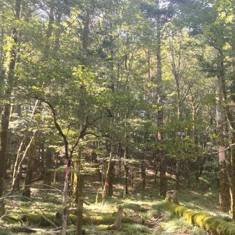 癒しの樹林帯を進み…