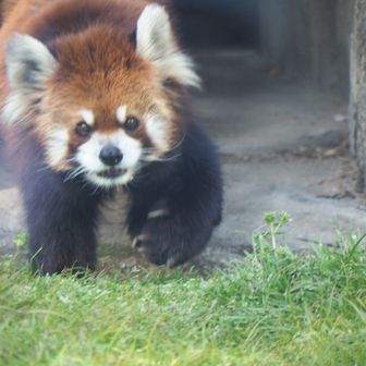 はちみつれもん