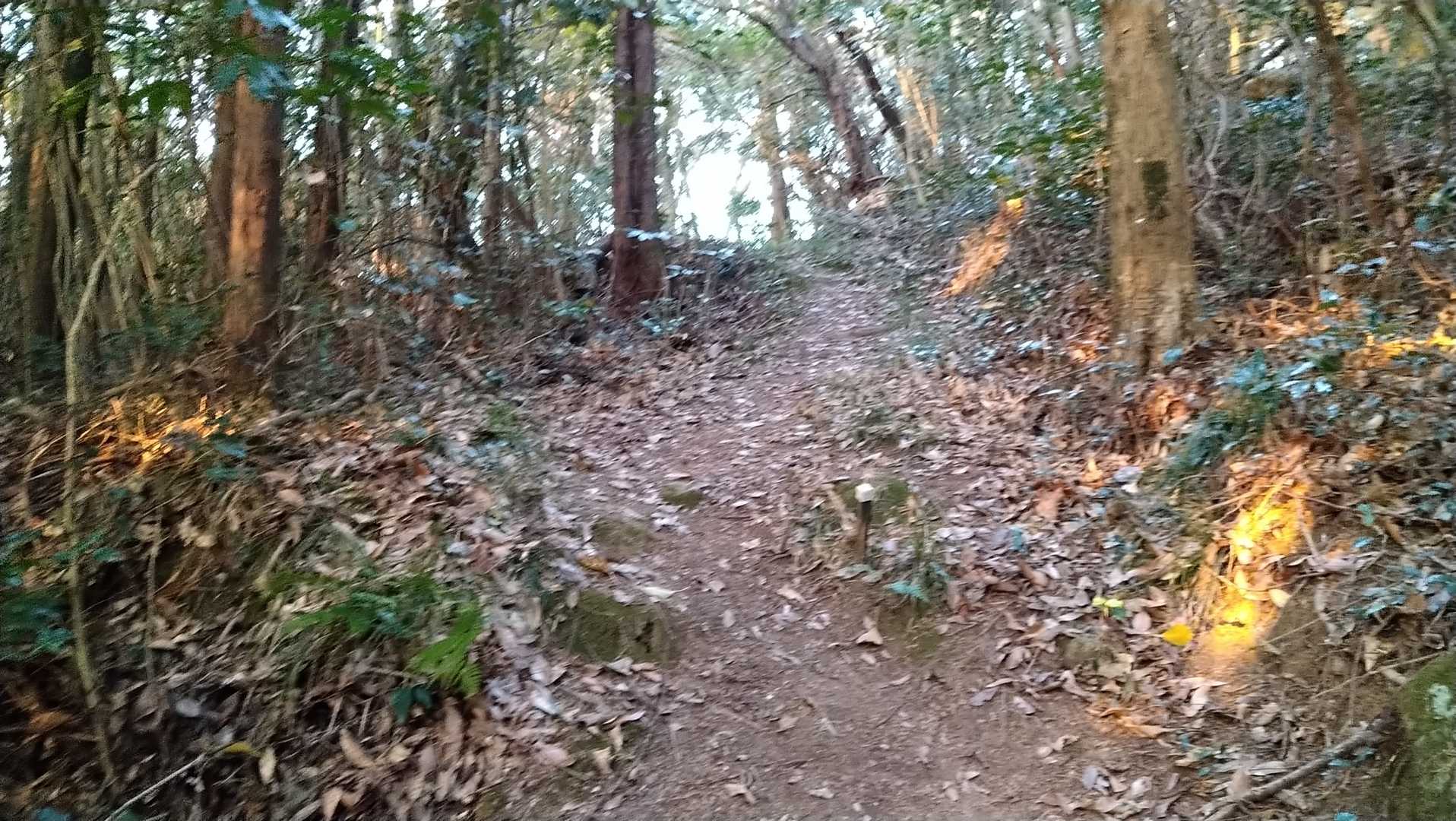 柴尾山 往復コースの写真