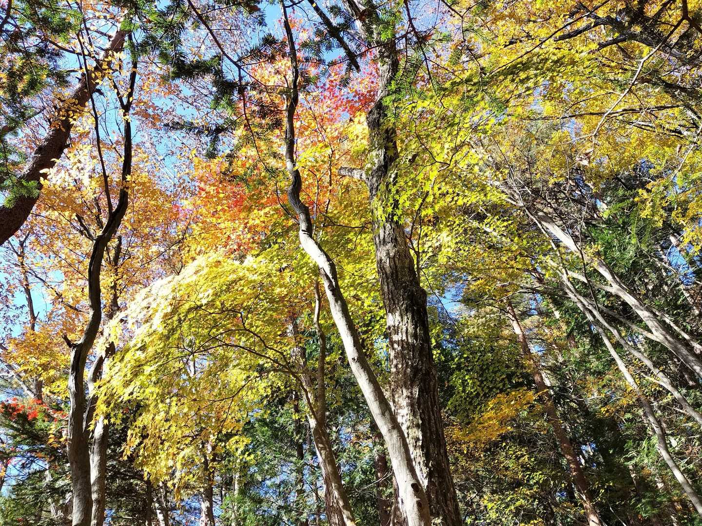 下の方はこれからなのかなあ🍁