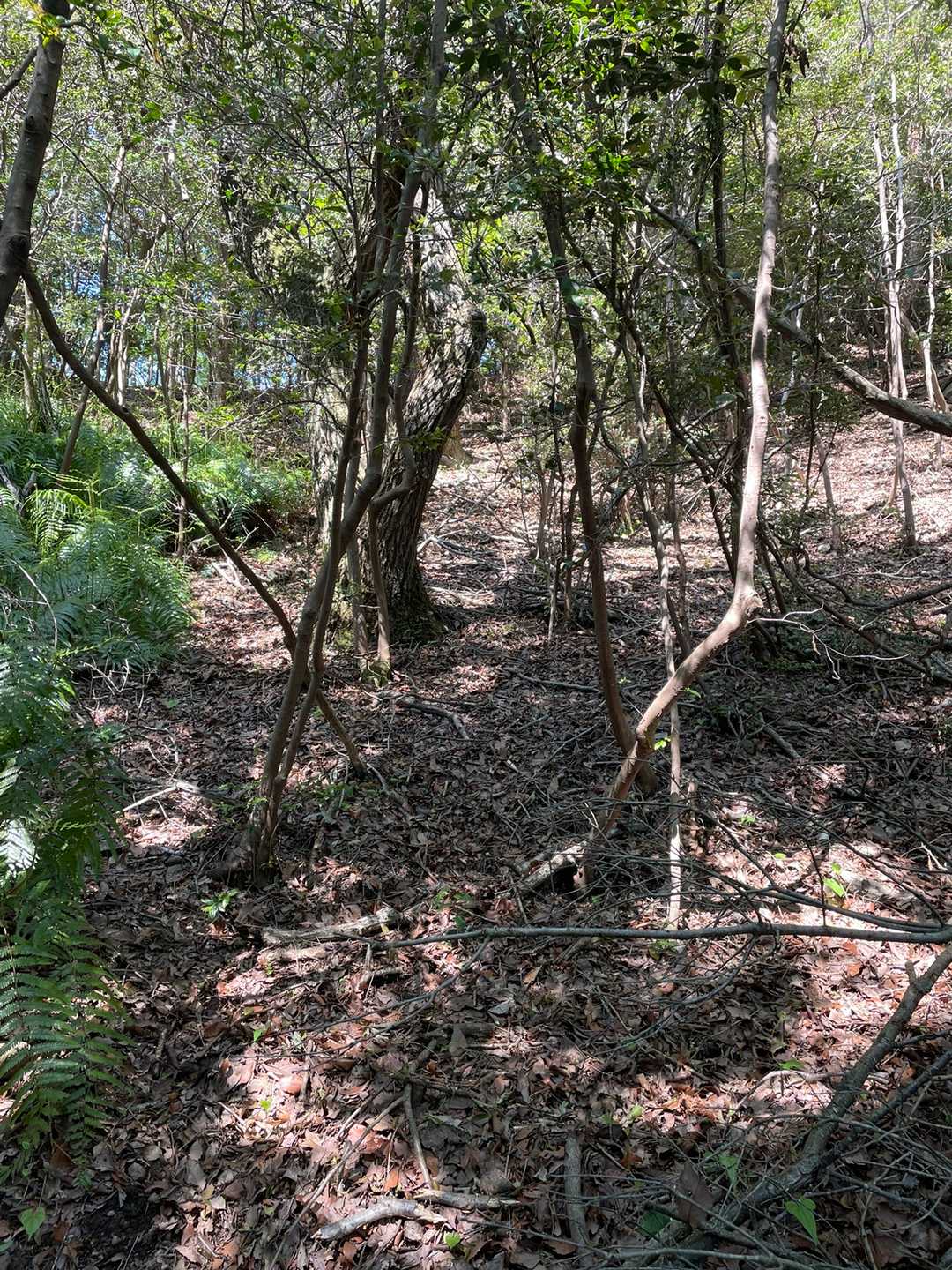 ここでサンダル🩴からアプローチシューズに履き替え松茸山山頂を目指します。
他にも履き替える理由が。後ほど😁。