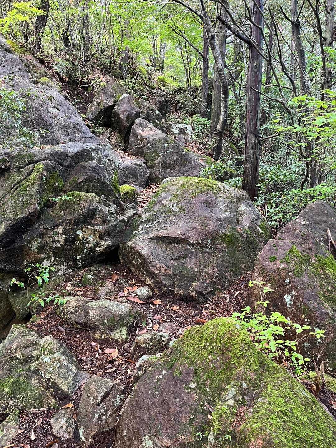 樹林帯から岩🪨が出てきました。