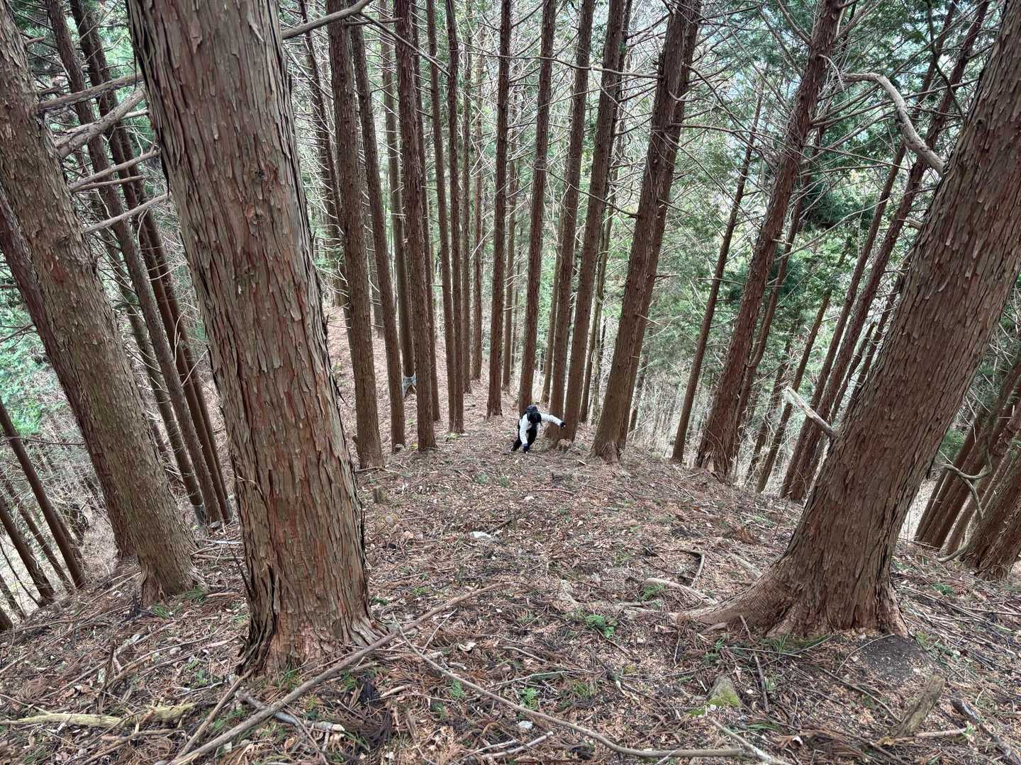 火戸尻山 往復コースの写真