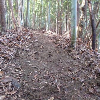 登山道に入ると見違えるほどきれいに落葉が掃除してある。
