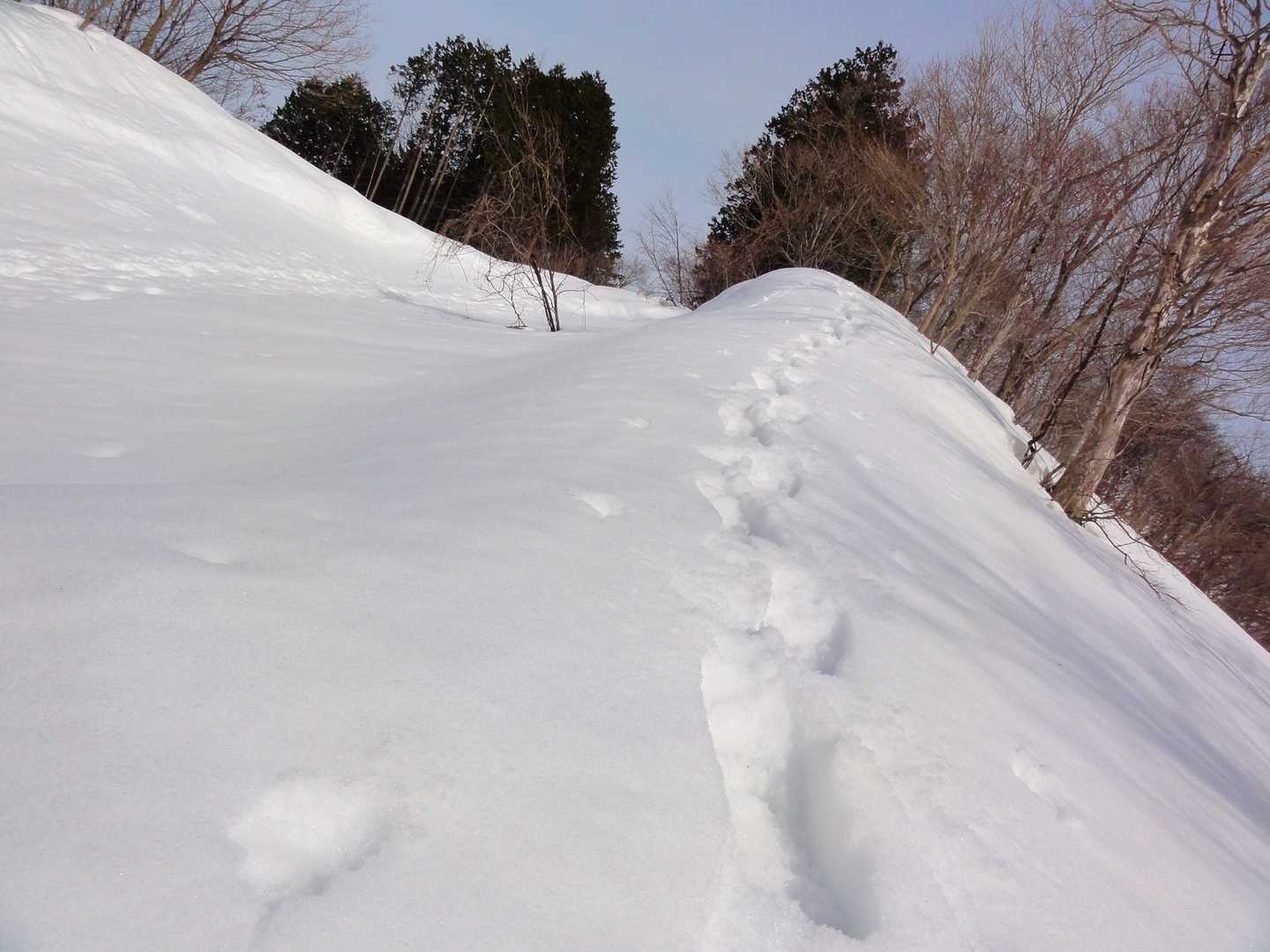 おや、また林道から外れていきます。
だいたい想像つきますがついて行ってみましょう。